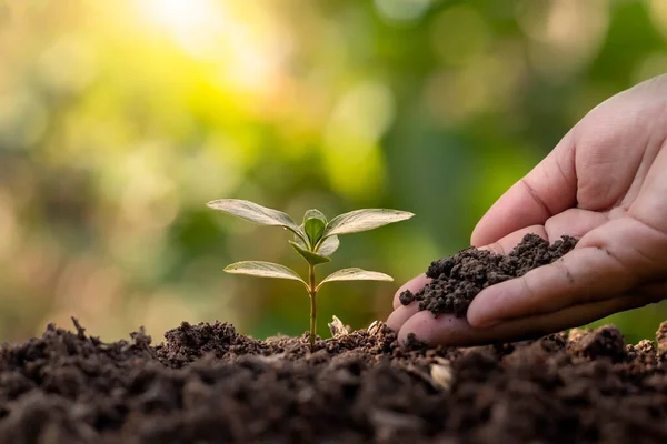 Los Agricultores Plantan Árboles Los Cuidan Con Las Manos Los —  Fotos de Stock