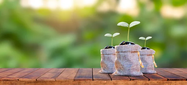 Trees grow from money bags on empty wooden table background and blurred green background on the agricultural farm.