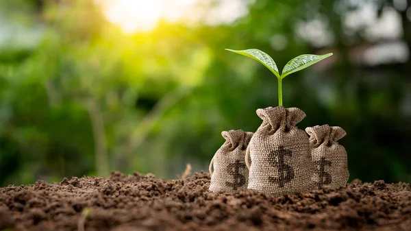 Baum Wächst Auf Tasche Für Ersparnisse Und Verschwommenem Grünen Naturhintergrund — Stockfoto