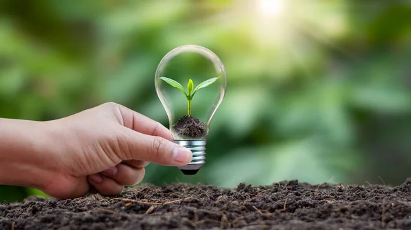 Trees Planted Energy Saving Lamps Human Hands Green Sustainable Energy — Foto Stock