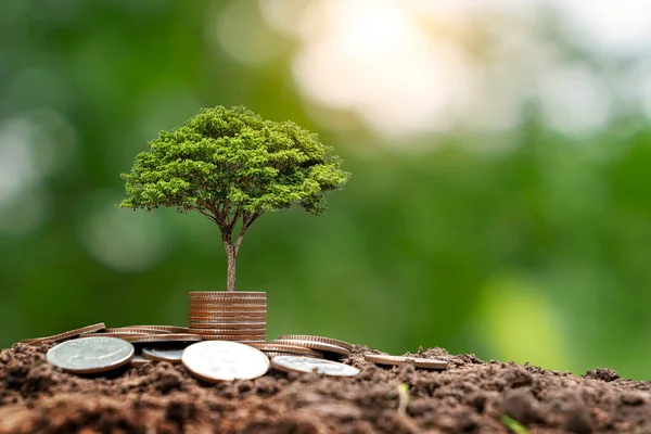 Money Tree Growing Coins Soil Financial Investment Growth Idea Increasing — 图库照片
