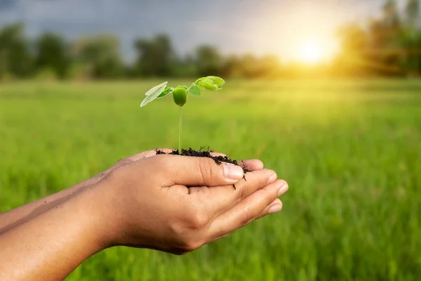 Varza Verde Crește Sol Mâinile Femeilor Fundal Verde Încețoșat Conceptul — Fotografie, imagine de stoc