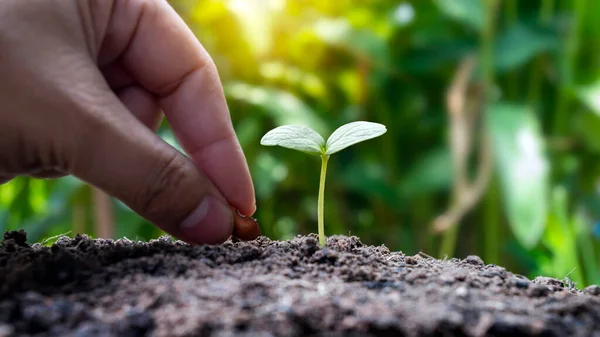 Cultivo Plantio Plantas Mão Conceito Crescimento Plantas Ambiente Fértil — Fotografia de Stock