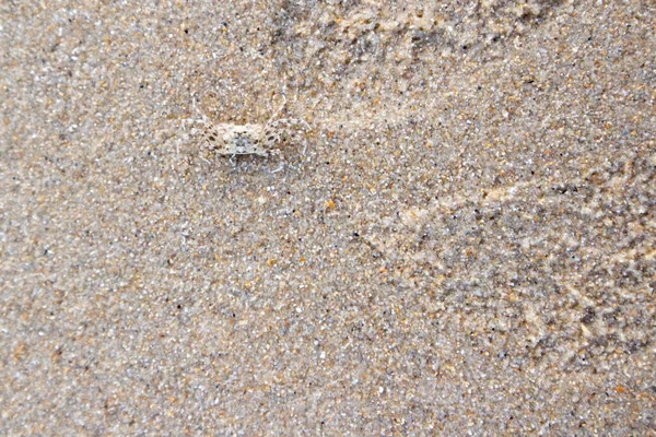 Caranguejos Fantasma Camuflam Areia Pela Manhã Longo Mar Andamão Krabi — Fotografia de Stock