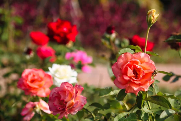 Uma Roseira Com Flores Vermelhas Cor Rosa Florescer Jardim Pela — Fotografia de Stock
