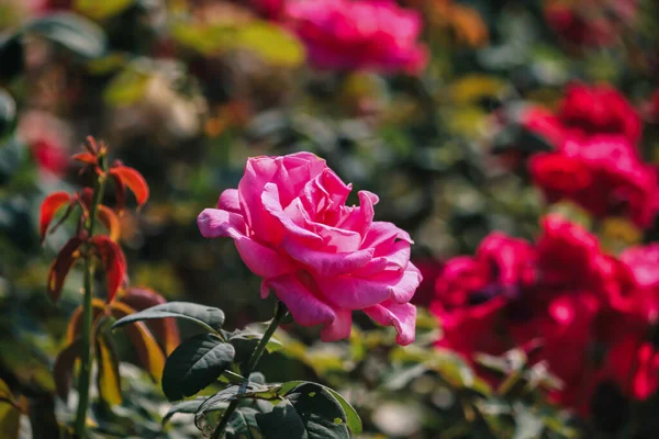 Ein Rosenbaum Mit Roten Rosafarbenen Blüten Blüht Morgens Garten Zum — Stockfoto