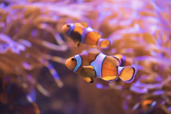 Två Orange Vita Clownfiskar Eller Nemo Vid Ett Korallrev Stilla — Stockfoto