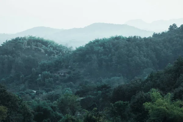 Çin göçmenlerinin çay yaprağı yetiştirdiği Tayland 'ın Chiang Rai eyaletindeki Mae Salong köyünde..