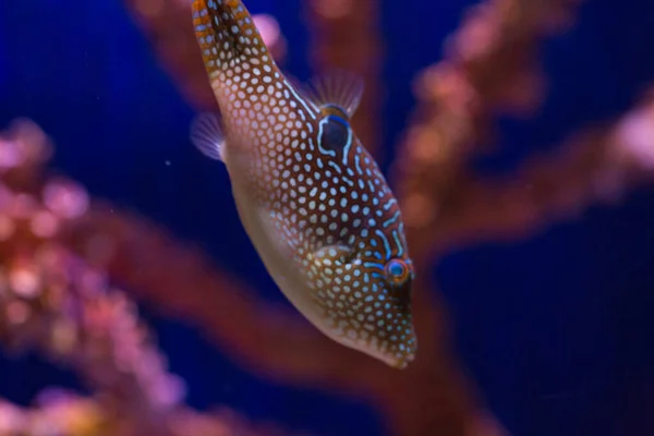 海や水族館でふぐやサンゴ — ストック写真