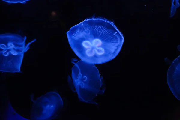 Leuchtende Quallen Leben Für Lebensstudien Meerwasser Und Naturkundemuseen — Stockfoto