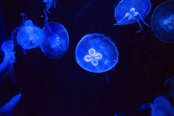 Leuchtende Quallen Leben Für Lebensstudien Meerwasser Und Naturkundemuseen — Stockfoto