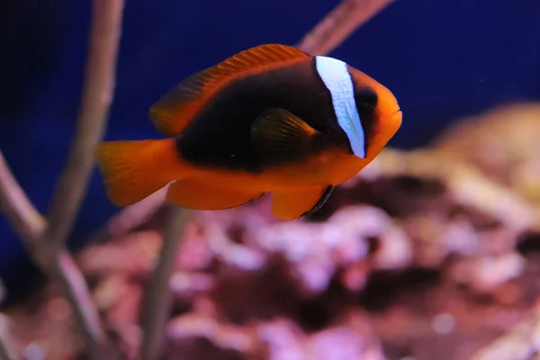 トマトのザリガニは 太平洋のサンゴ礁や自然研究のための水族館で泳ぐ — ストック写真