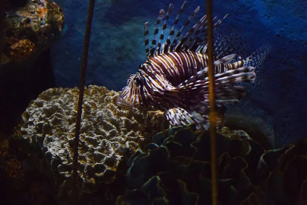Λεοντόψαρα Και Κοράλλια Στον Όμορφο Ωκεανό Και Για Καταδύσεις Μουσείο — Φωτογραφία Αρχείου