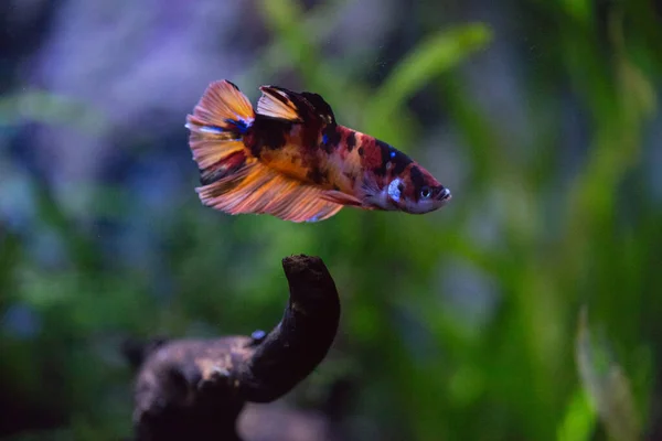 オレンジ 青のベッタは 養殖のために水族館で泳ぐカラフルで美しい魚です — ストック写真