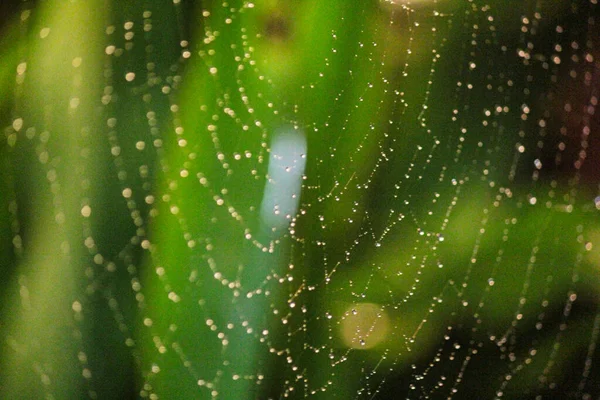 Örümceksiz çiğ taneleriyle örümceğin yakın görüntüsü. Sabah, arkasında yeşil bir çim vardı..