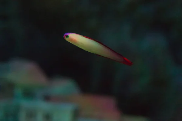 Nemateleotris Nado Branco Vermelho Oceano Pacífico Aquário — Fotografia de Stock