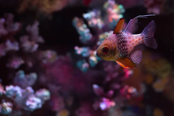 Риба Кардіналін Пахама Плаває Акваріумі — стокове фото