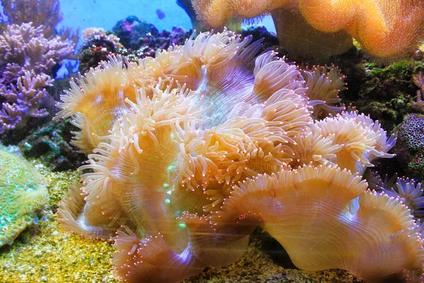 Close Purplish Red Anemone Sea Educational Museum — Stock Photo, Image