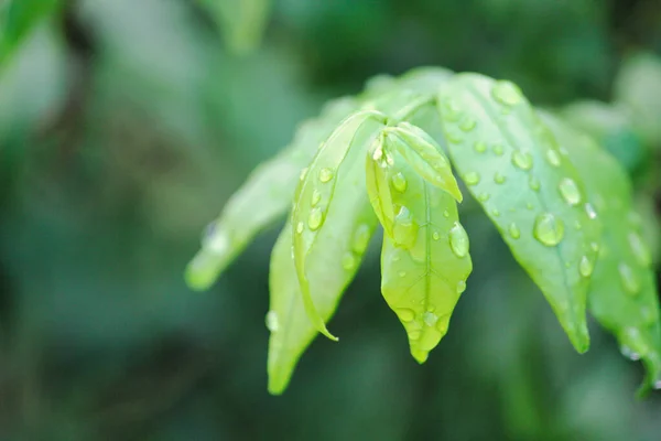Роса Оседает Ярко Зеленых Листьях Утром — стоковое фото