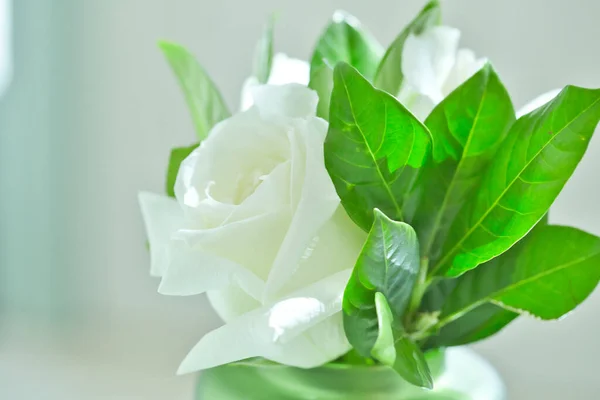 Nahaufnahme Weiße Roségrüne Blätter Einer Vase — Stockfoto