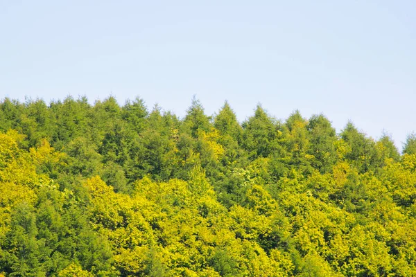 Hegyek Fák Daisetsuzan Nemzeti Parkban Hokkaido Szigeten Tavasszal Természetben Túrázó — Stock Fotó