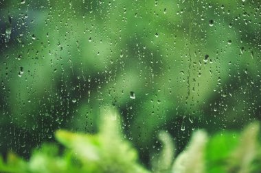 Raindrops on the glass looking out through the trees Urban and rural green foliage in cool, humid, fresh air. Grows and calms. Relaxing. clipart
