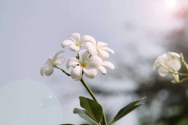 White Lan Thom Champa Lao Asian Flower Popular Spas Health — Stockfoto