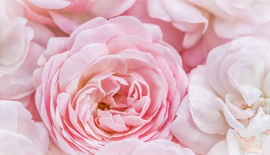 Yumuşak odak, soyut çiçek arkaplanı, soluk pembe güller. Tatil markası tasarımı için Macro çiçek arkaplanı