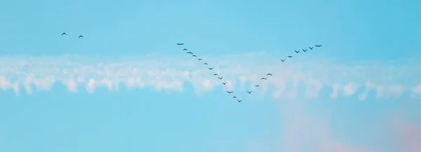 Flock of wild birds flying in a wedge against blue sky with white and pink clouds in sunset