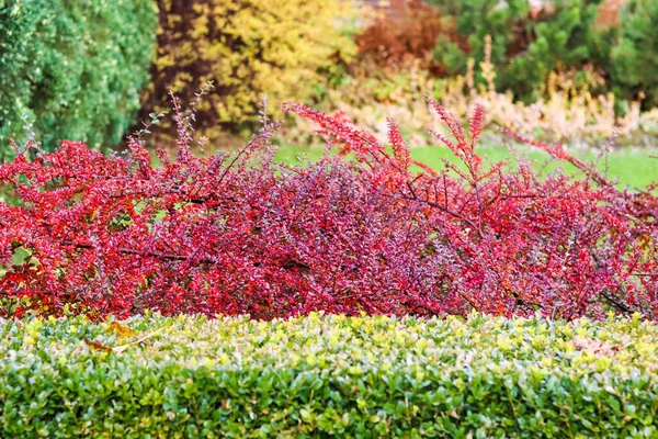 Κόκκινα φύλλα και φρούτα σε κλαδιά ενός θάμνου cotoneaster horizontalis στον κήπο. Φθινόπωρο πολύχρωμο φόντο — Φωτογραφία Αρχείου
