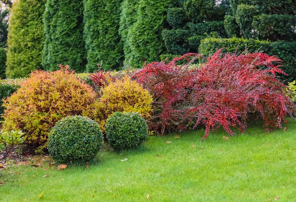 Paisagismo de um jardim com um gramado verde, arbustos decorativos coloridos e em forma de teixo e buxo, Buxus, no outono Imagem De Stock