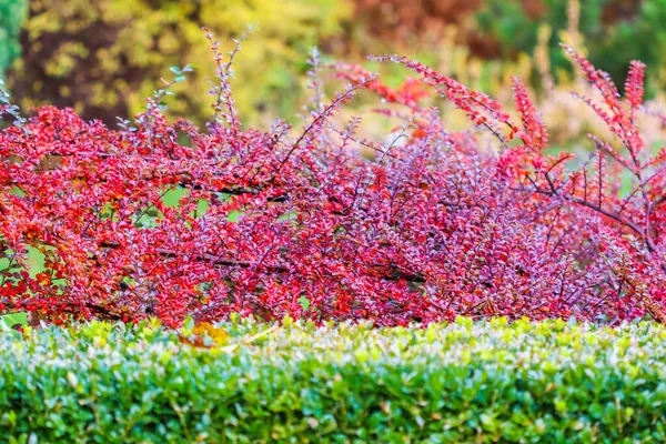 Κόκκινα φύλλα και φρούτα σε κλαδιά ενός θάμνου cotoneaster horizontalis στον κήπο. Φθινόπωρο πολύχρωμο φόντο — Φωτογραφία Αρχείου