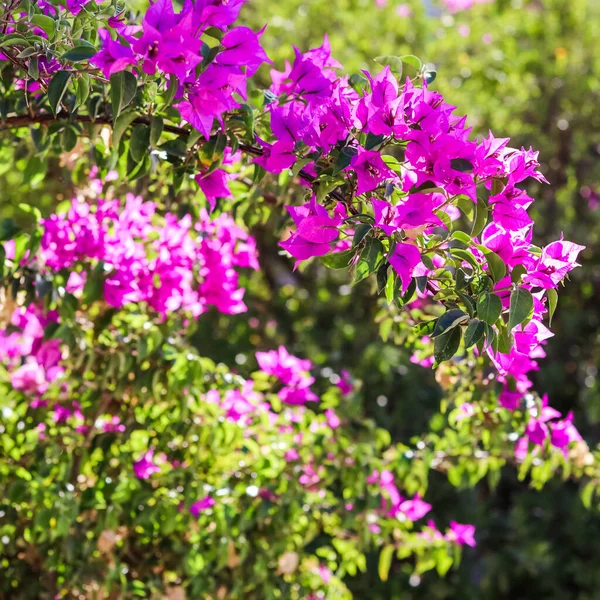 Begonville rose fleurit dans une journée ensoleillée. Fond floral — Photo