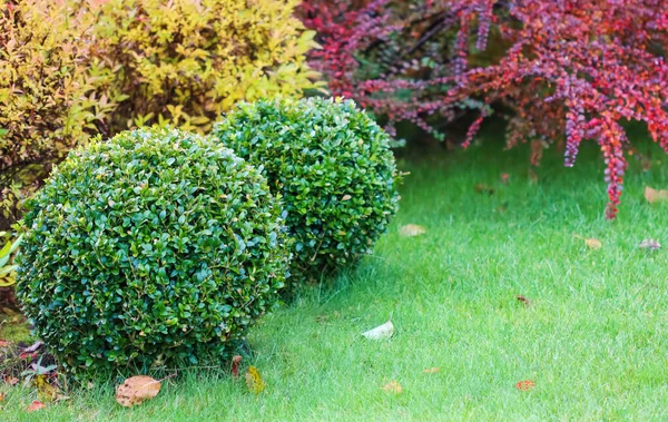 Διαμόρφωση κήπου με πράσινο γκαζόν, πολύχρωμους διακοσμητικούς θάμνους και σχήμα γιούχου και boxwood, Buxus, το φθινόπωρο — Φωτογραφία Αρχείου