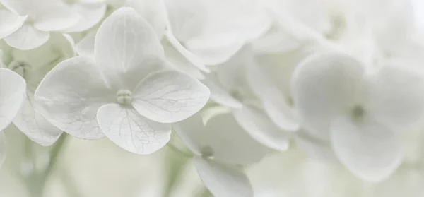 Ιστορικό από λευκά λουλούδια. Ορτανσία ή ορτανσία σε άνθος. — Φωτογραφία Αρχείου