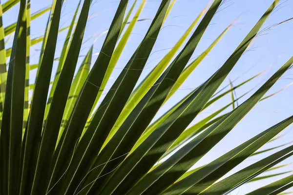 Palm leaves on blue sky background in summertime Stock Picture