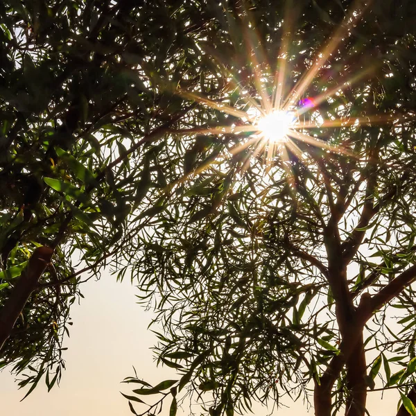 Ο ήλιος λάμπει μέσα από το πράσινο φύλλωμα σε κλαδιά δέντρων το καλοκαίρι. Έννοια φύσης και περιβάλλοντος — Φωτογραφία Αρχείου