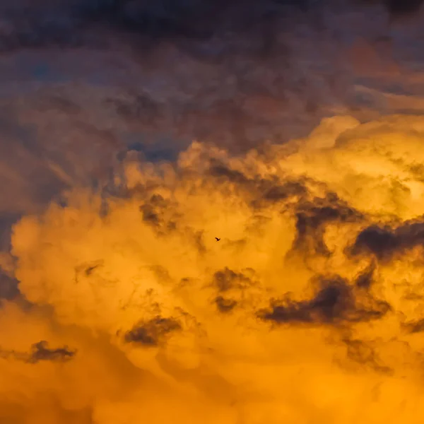 Background from a bright colorful sunset with clouds and a flying bird — Stock Photo, Image