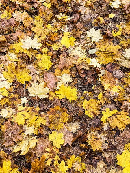 Jesienne tło opadłych żółtych liści w słońcu — Zdjęcie stockowe