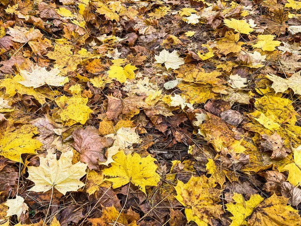 Jesienne tło opadłych żółtych liści w słońcu — Zdjęcie stockowe