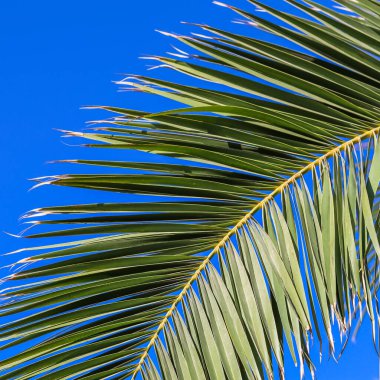 Yazın mavi gökyüzü arka planında palmiye yaprağı