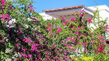 Geleneksel yazlık evde güzel pembe ve beyaz begonville çiçekleri. Bahçedeki Akdeniz bitkileri.