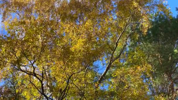 Világos sárga levelek nyírfaágakon az erdőben. Őszi háttér — Stock videók