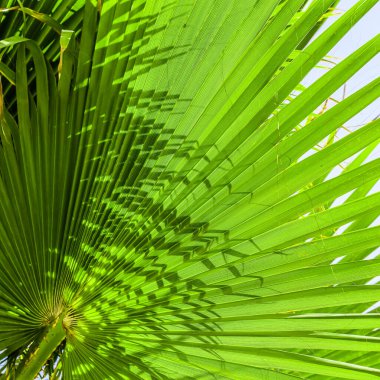 Arka plan olarak yeşil palmiye yaprakları. Yaz tatili ve tropikal doğa konsepti.