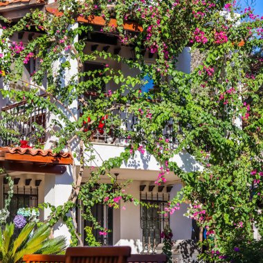 Geleneksel yazlık evde güzel pembe ve beyaz begonville çiçekleri. Bahçedeki Akdeniz bitkileri.