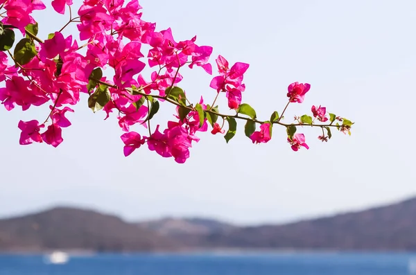 海と島の背景に紫色のブーゲンビリアの花 ストック画像