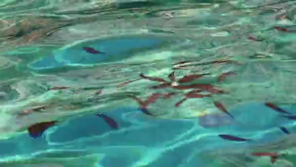 El agua de mar esmeralda al sol brilla como fondo superficial. Vacaciones de verano y concepto de naturaleza costera — Vídeo de stock