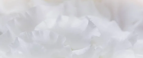 Absztrakt virágos háttér, fehér rózsaszirmok. Makró virágok háttér nyaralás design — Stock Fotó