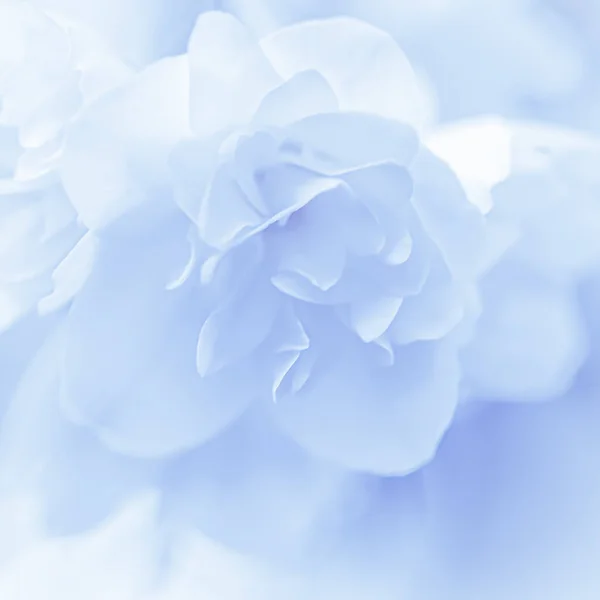 Αφηρημένο φόντο λουλουδιών, Λευκό terry πέταλα λουλουδιών γιασεμί. Μακρο λουλούδια φόντο για το σχεδιασμό εμπορικό σήμα διακοπών — Φωτογραφία Αρχείου