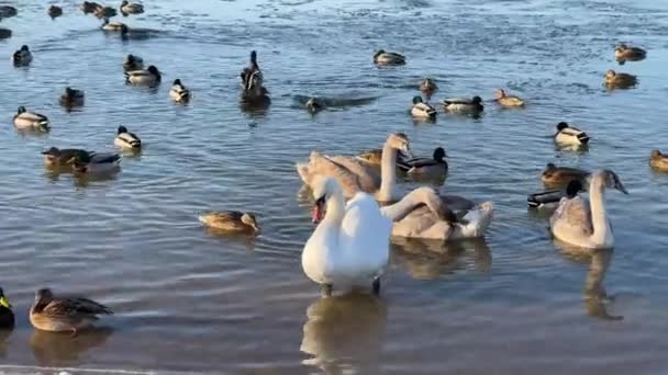Drakes, ánades reales y cisnes nadando en un lago congelado en invierno — Vídeos de Stock